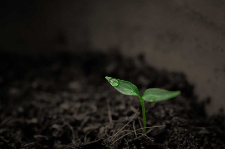 Le compost peut-il &ecirc;tre utilis&eacute; comme terre ?