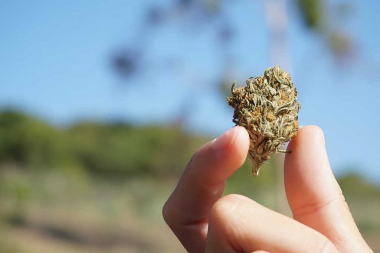 Fumer des fleurs de CBD : une option sans risque ?