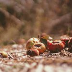 Un compost de qualit&eacute; a-t-il besoin de la lumi&egrave;re du soleil ?