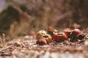 Un compost de qualit&eacute; a-t-il besoin de la lumi&egrave;re du soleil ?