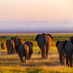 Une immersion authentique dans la r&eacute;serve nationale du Masai Mara