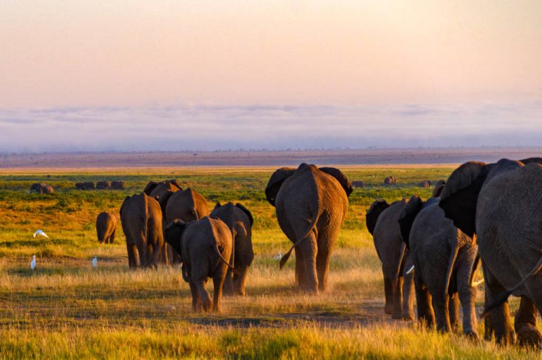 Une immersion authentique dans la r&eacute;serve nationale du Masai Mara