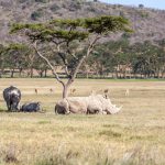 Comment bien pr&eacute;parer son voyage au Kenya ?