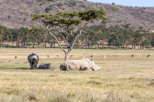 Comment bien pr&eacute;parer son voyage au Kenya ?