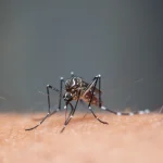 Moustique tigre&nbsp;: chikungunya et dengue, comment se prot&eacute;ger pendant la saison &agrave; risque